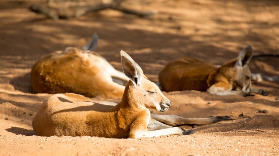 Kangaroos chilling in the sun