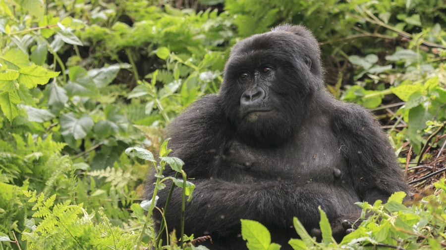 Kom helt tæt på gorillaerne