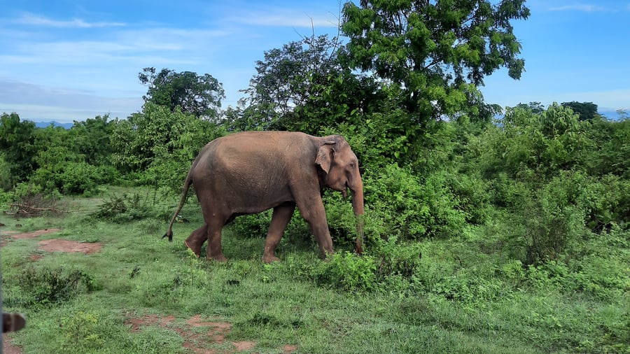 Asiatisk elefant i naturen