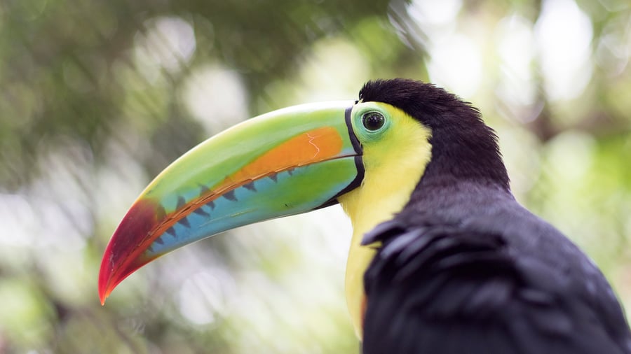 Spot the famous toucan in Costa Rica. 