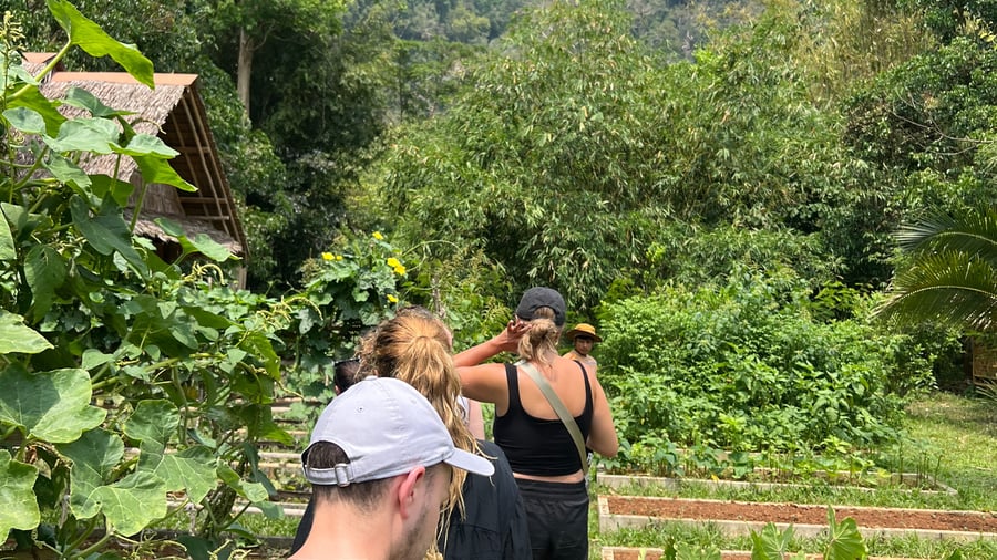 Explore the area on a jungle hike