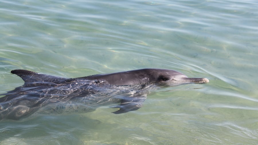 Delfin i Monkey Mia