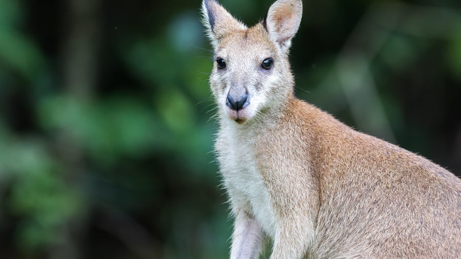 Wallaby ved Thala Beach Nature Reserve