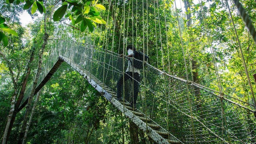 Taman Negara's famed Canopy Walk