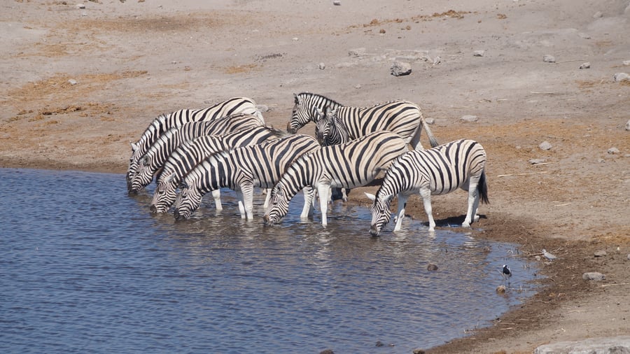 Zebras in Etosha National Park