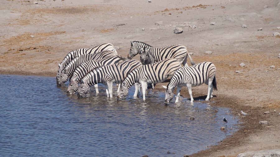 Zebras in Etosha National Park