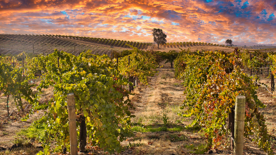 Vinmarker i Paso Robles