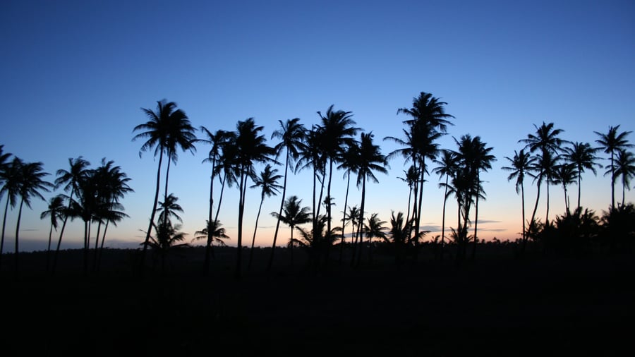 Groen en bomen in Mozambique