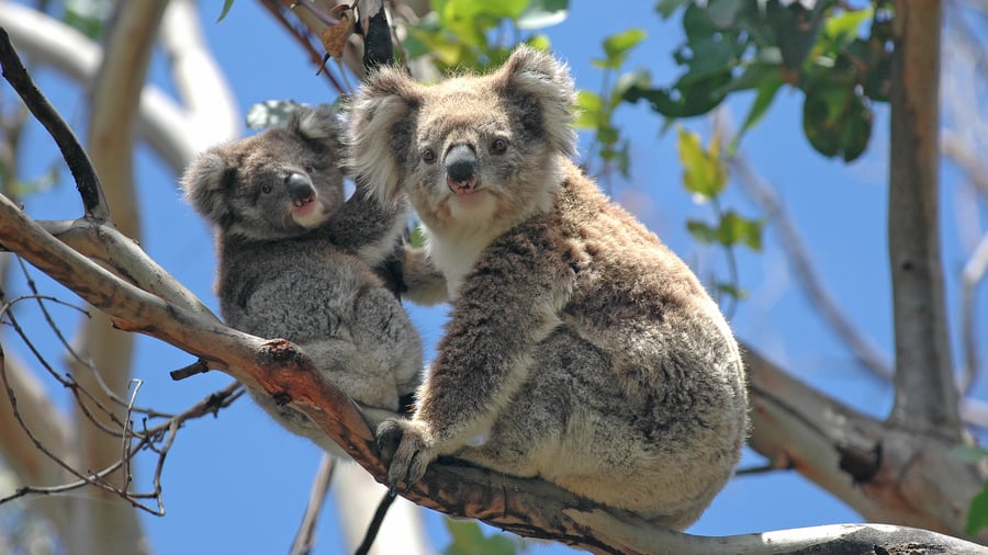 Du finder ofte koalaer højt oppe i træerne