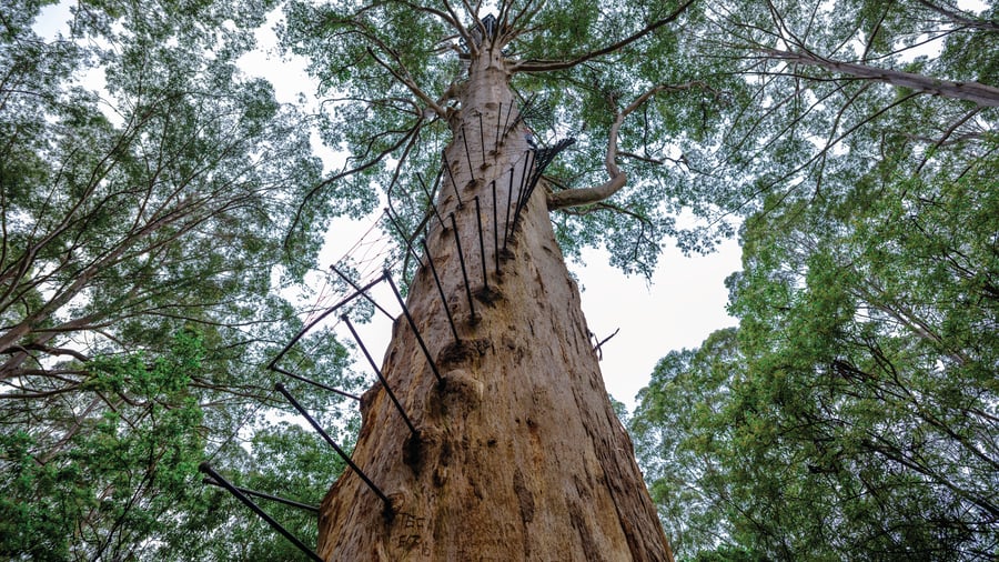 Gloucester Tree nära Pemberton