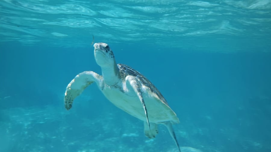 Sea turtle in the ocean in Belize