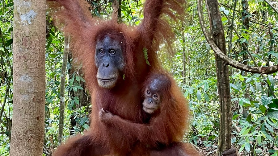 Sepilok Orangutan Rehabilitation Centre