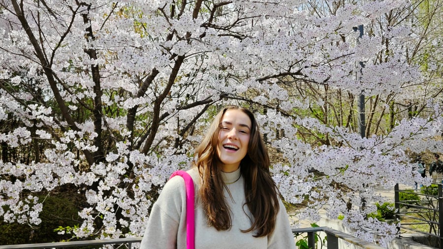 Cherry blossom in Seoul