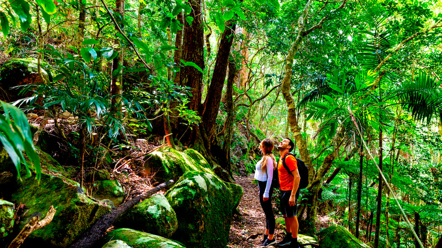 På vandring i Lamington National Park