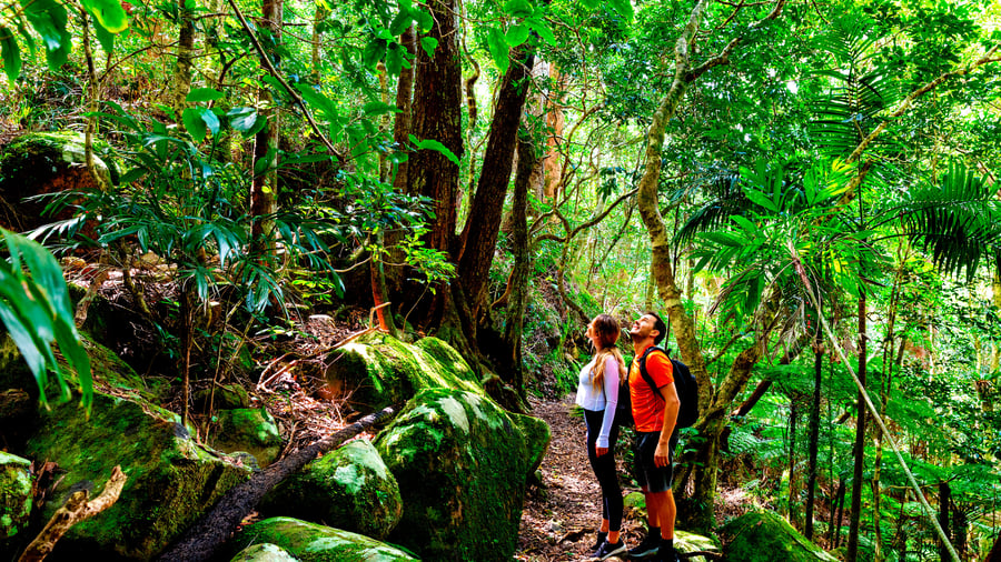 På vandring i Lamington National Park