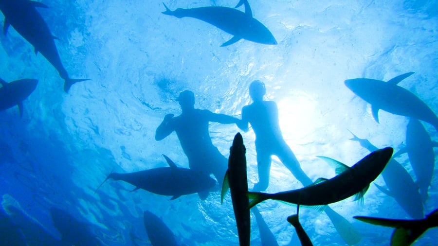 Diving Australia