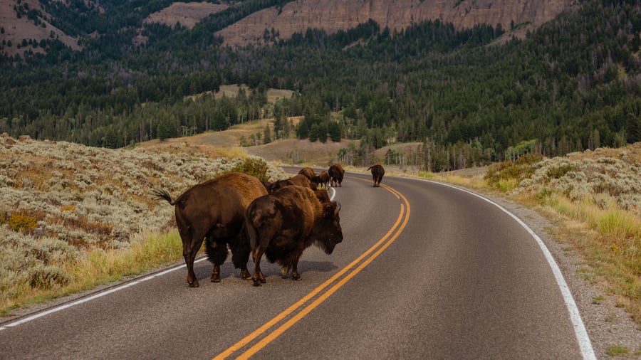 Yellowstone National Park i Wyoming