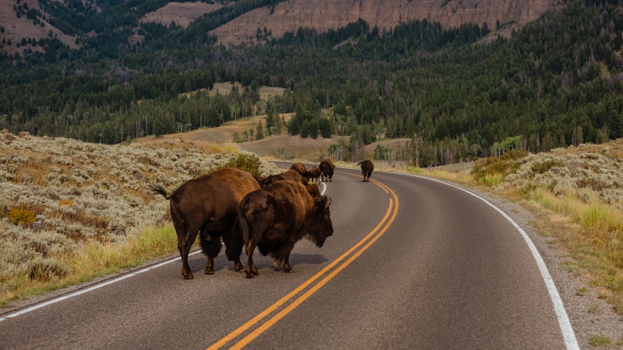 Yellowstone National Park i Wyoming