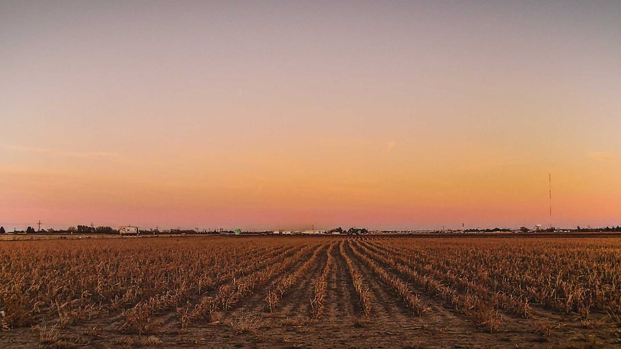 Fields in Amarillo Texas
