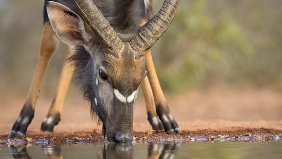 Karongwe Game Reserve, Sydafrika