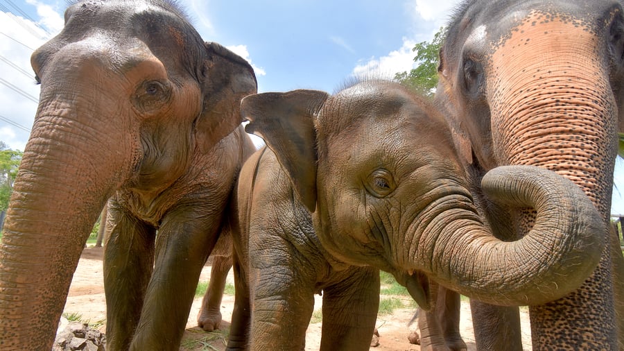 Elephant Rescue i Thailand. 