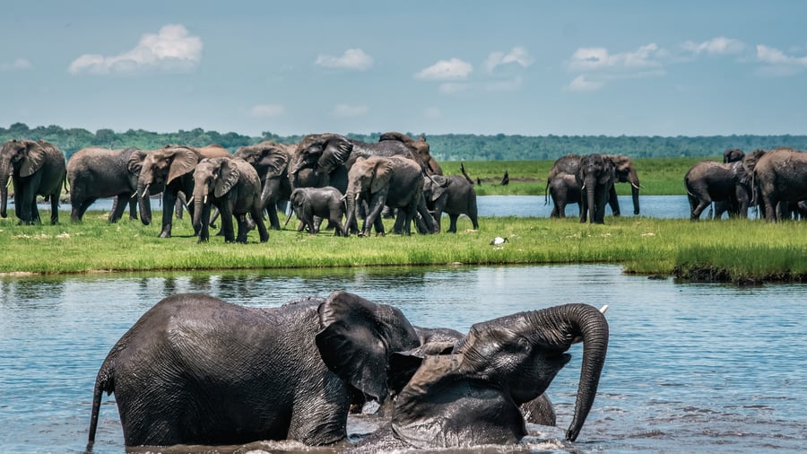Elefanter i Chobe National Park