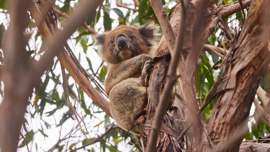 Koala i Apollo Bay