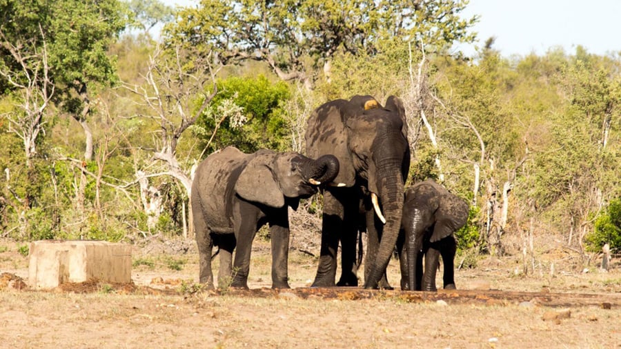 Spot elephants in the wild