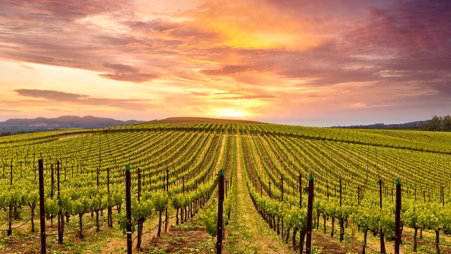 Napa Valley, Californien, USA