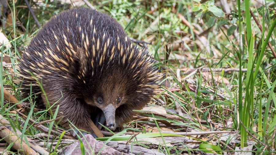 Echidna – Australiens taggiga myrslok