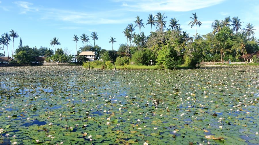 En lotus-lagun vid Candidasa på Bali