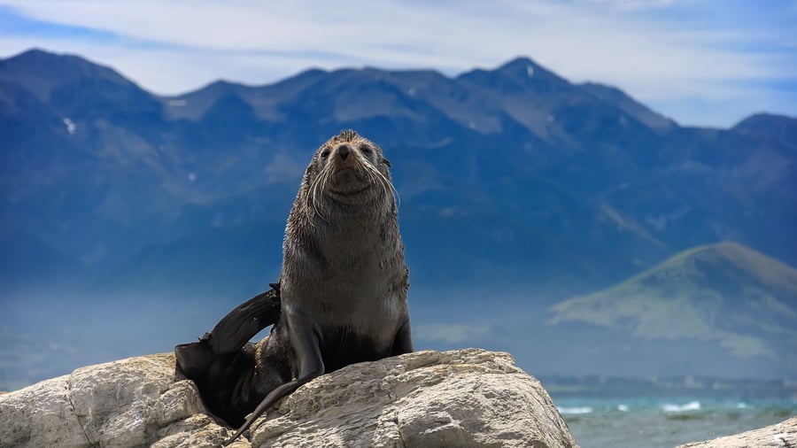 Säl nära Kaikoura