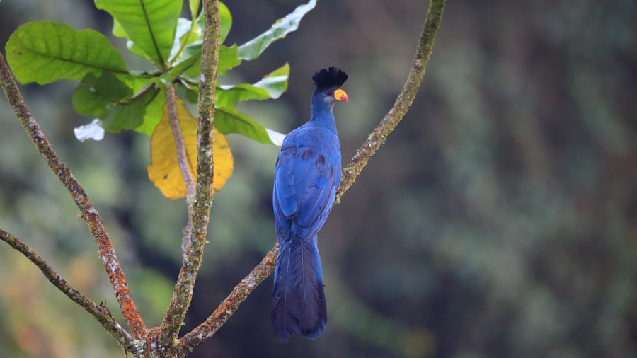 Den blå kæmpeturako i Nyungwe Forest National Park