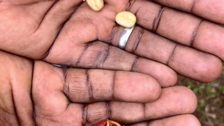 ARNA Kenya NOV23 Coffee farm (2)