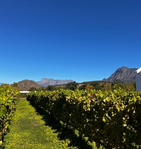 Vingård i Babylonstoren