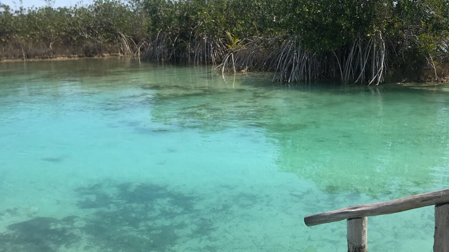 The Bacalar lagoon and it's mangroves are stunning