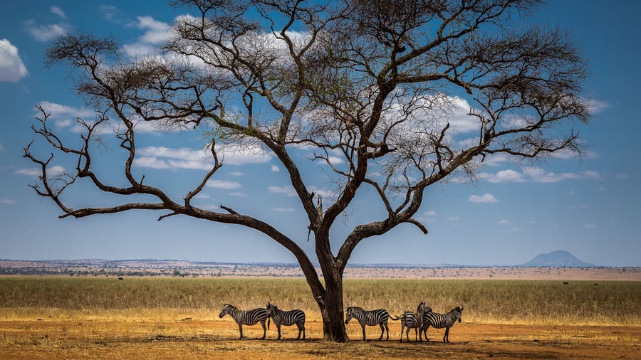 En flok zebraer hviler i skyggen på savannen
