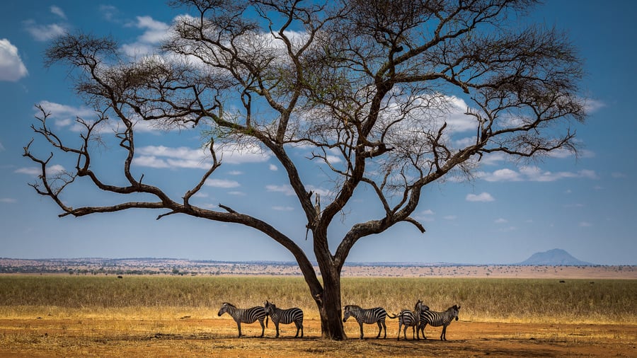 En flok zebraer hviler i skyggen på savannen