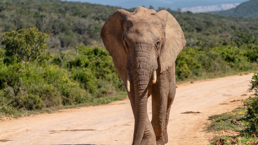Upplev The Big Five i Kruger National Park