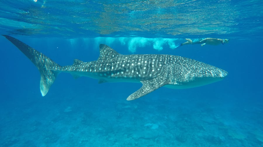 Get the chance to spot whale sharks