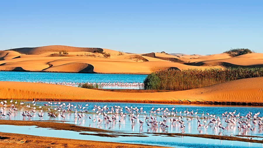 Flamingos i Walvis Bay i Namibia