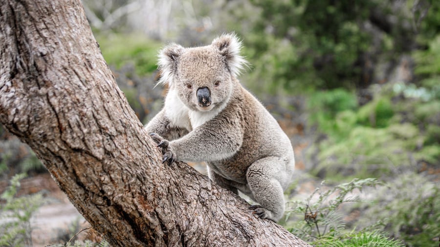 Koala på Raymond Island nær Bairnsdale