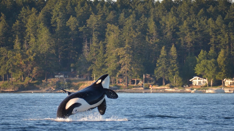 Orca spotting in Canada