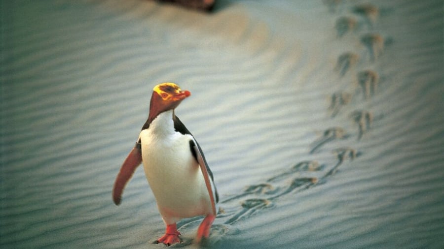 Guløjet pingvin på Otago-halvøen ved Dunedin