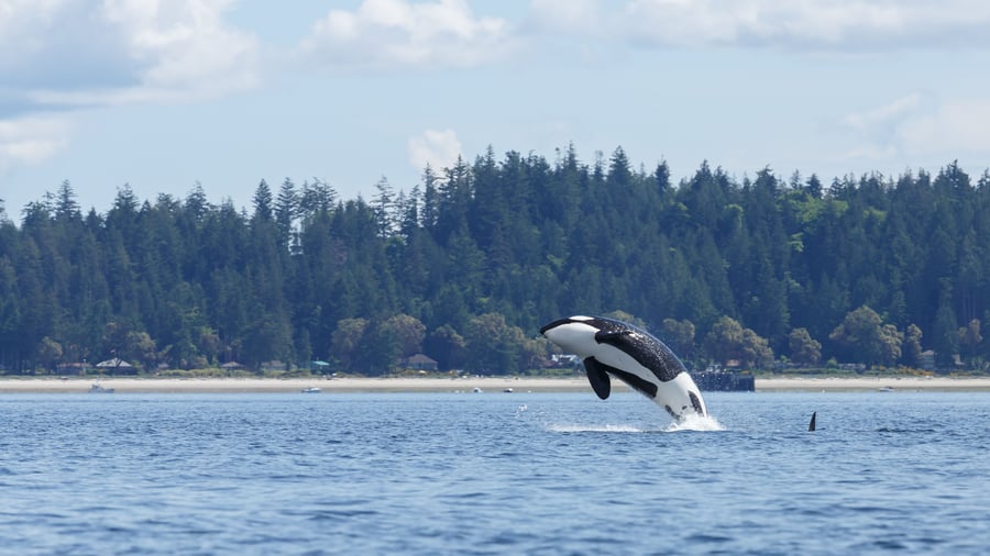 Spækhugger set på hvalsafari ved Victoria
