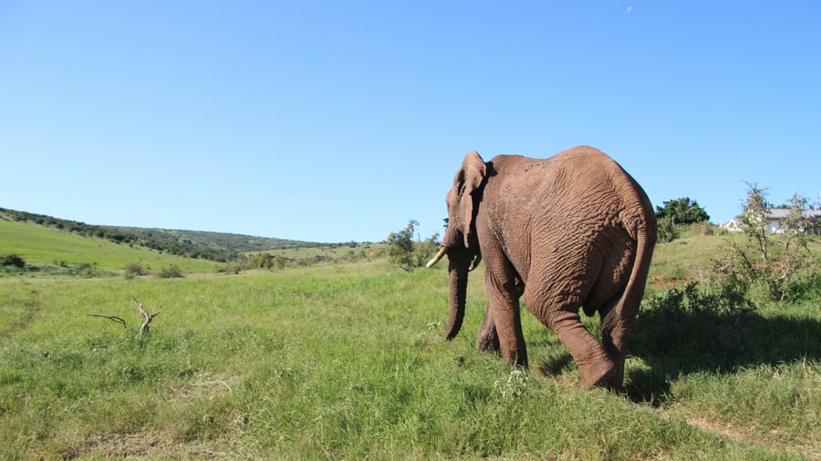 Elephant walking through grass in South Africa