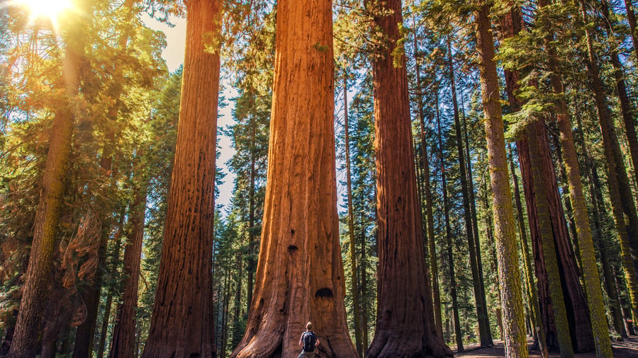 Se de store sequoia-træer i Californien