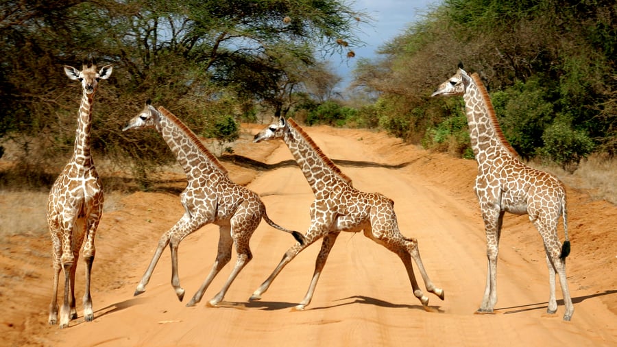 Farvel til Tsavo-parkerne og Kenya