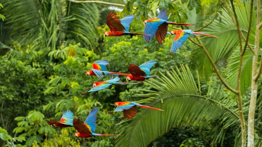Farverigt fugleliv i Amazonas-junglen
