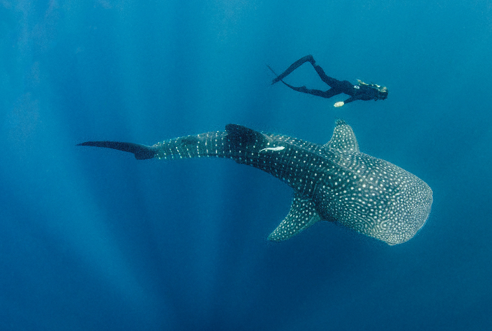 Whale shark spotting